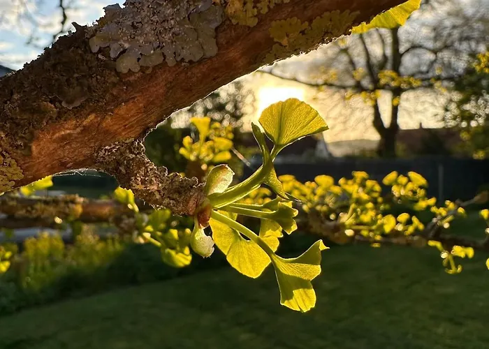 Kellerwaldchalet In Mit Garten Zur Alleinnutzung Jesberg